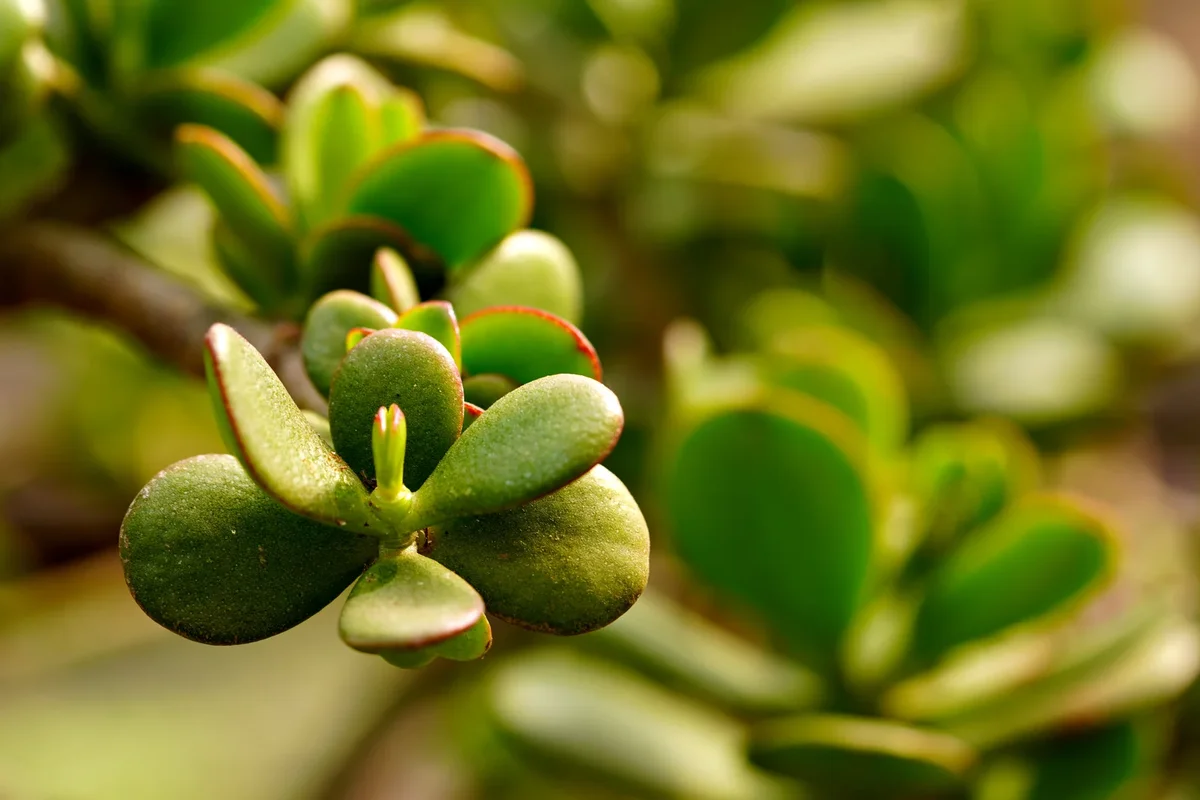 bouture arbre de jade