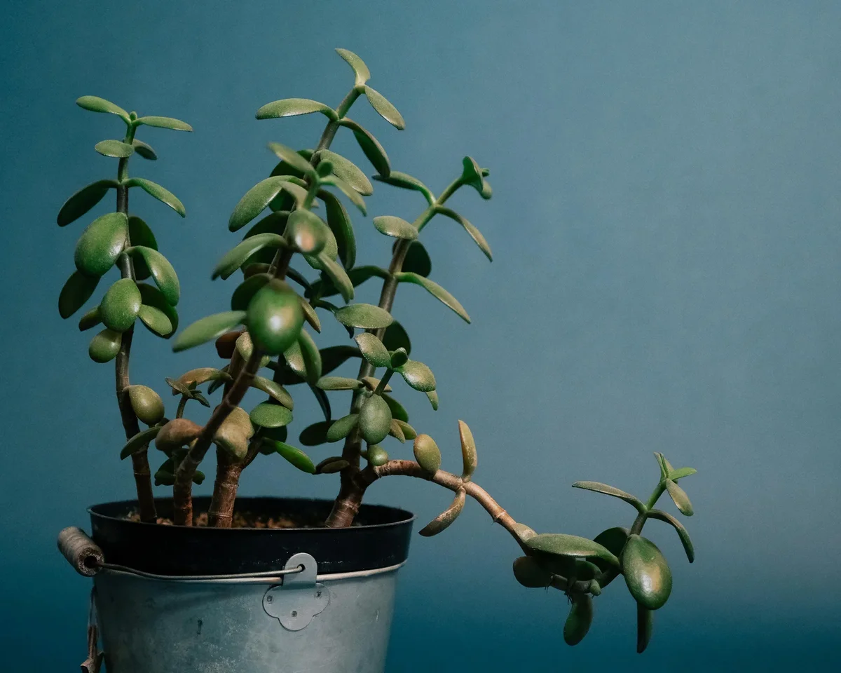 bouture arbre de jade