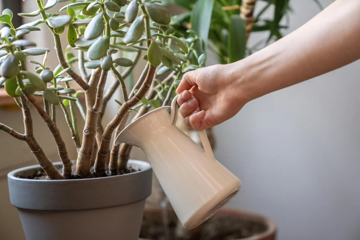 bouture arbre de jade