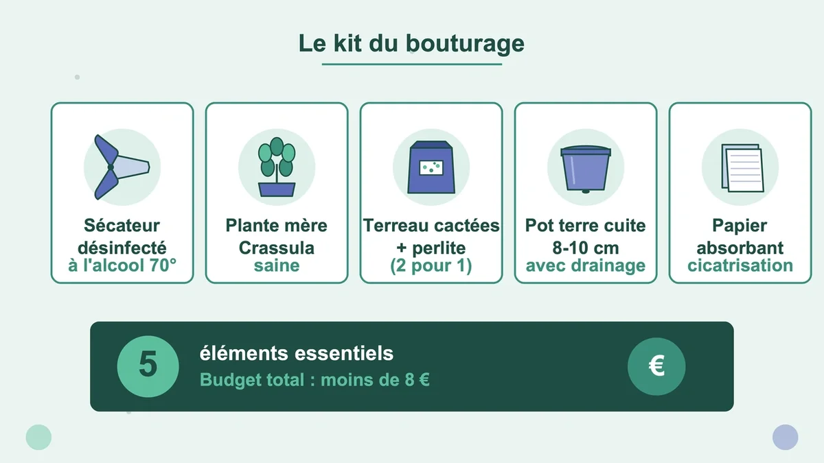 Cinq pictogrammes représentant les éléments pour bouturer un Crassula ovata